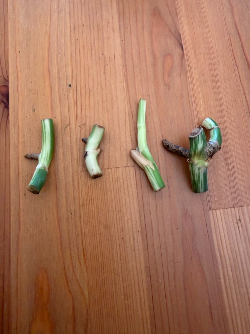Monstera albo nodes bundle.
